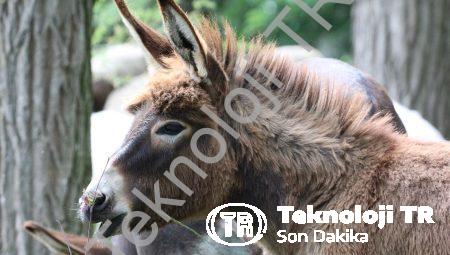 Vanda Donan Eşekler