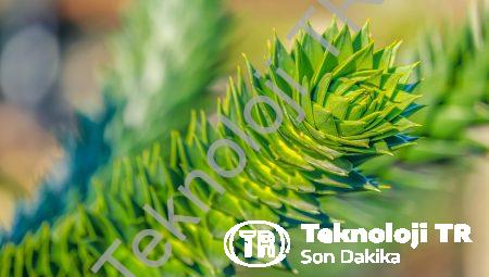 Yılan Ağacı: Egzotik Bir Süs Bitkisi