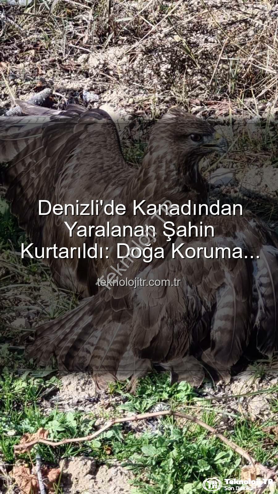 yaralı şahin - Denizli'de Kanadından Yaralanan Şahin Kurtarıldı: Doğa Koruma Altına Alınıyor