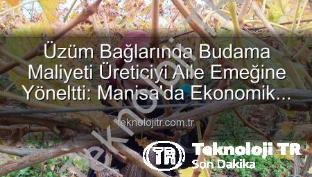 Üzüm Bağlarında Budama Maliyeti Üreticiyi Aile Emeğine Yöneltti: Manisa’da Ekonomik Çözümler