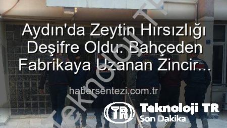 Aydın’da Zeytin Hırsızlığı: Bahçeden Fabrikaya Uzanan Zincir Kırıldı, 2 Şüpheli Yakalandı