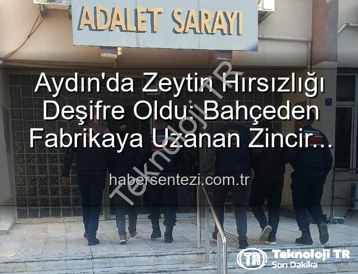 zeytin hırsızlığı - Aydın'da Zeytin Hırsızlığı: Bahçeden Fabrikaya Uzanan Zincir Kırıldı, 2 Şüpheli Yakalandı