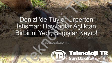 Denizli’de Tüyler Ürperten İstismar: Barınaktaki Köpekler Açlıktan Birbirini Yedi, Yurt Dışından Toplanan Bağışlar Kayıp!