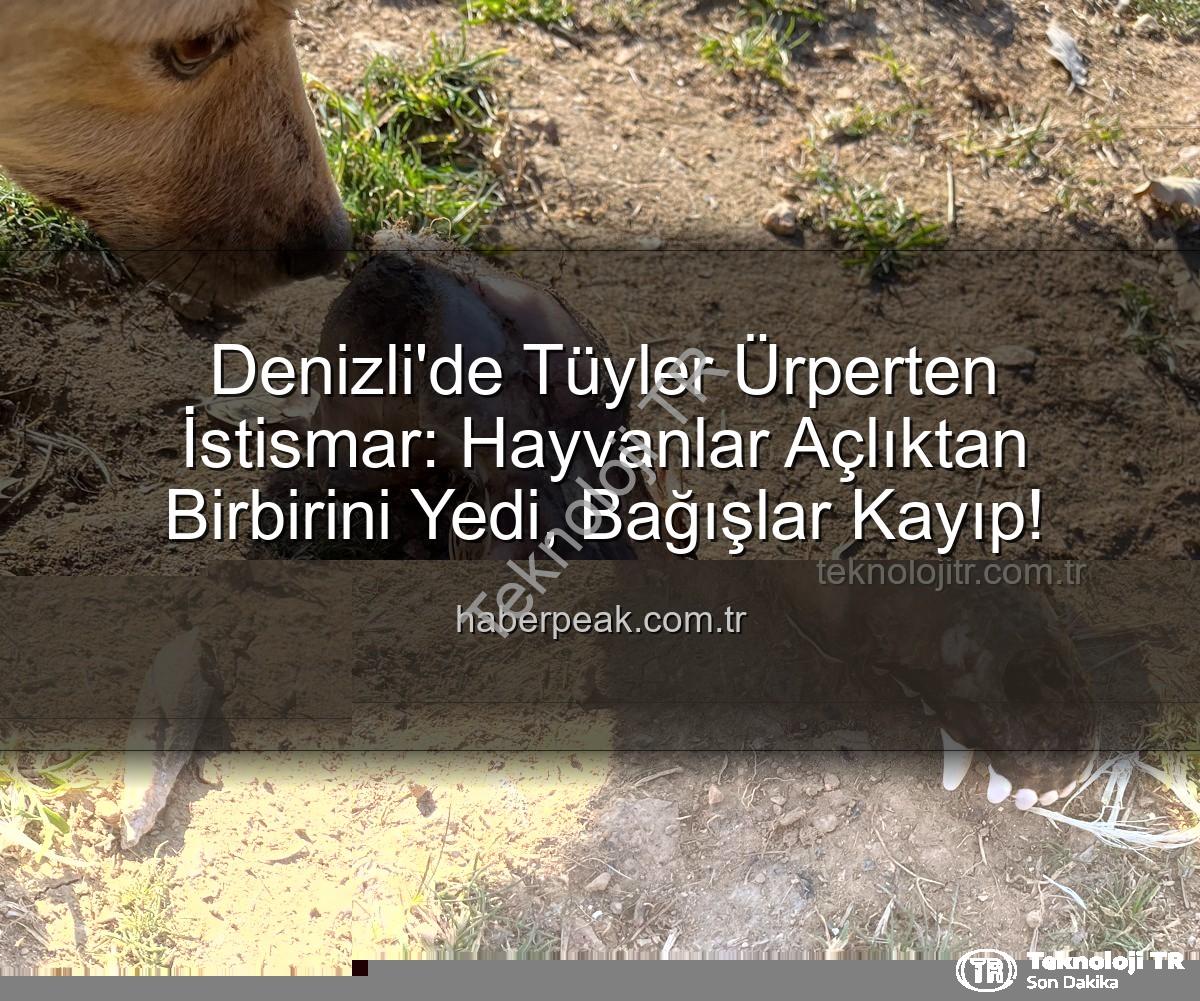 Denizli'de Tüyler Ürperten İstismar: Barınaktaki Köpekler Açlıktan Birbirini Yedi, Yurt Dışından Toplanan Bağışlar Kayıp!