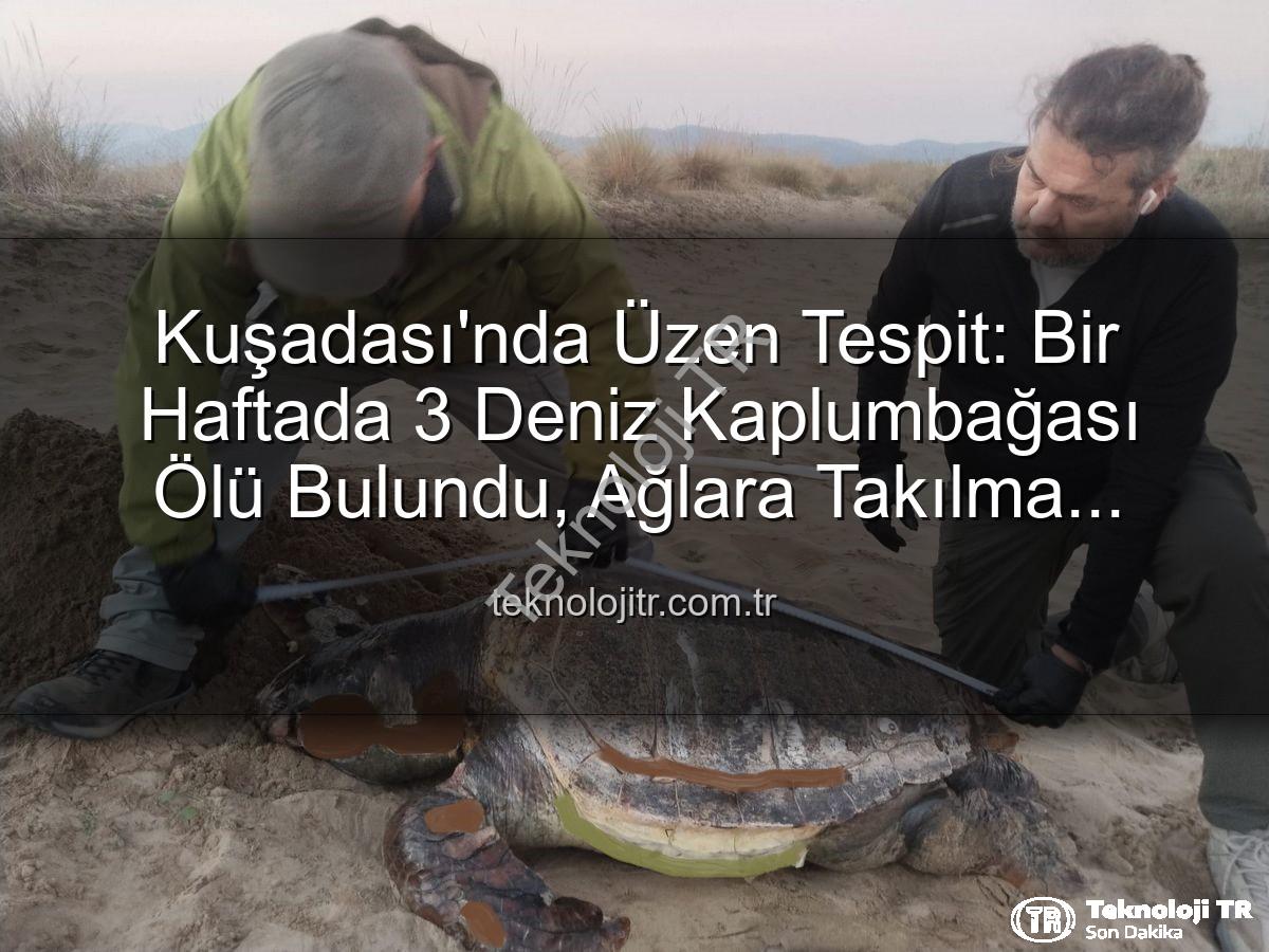 deniz kaplumbağası ölümleri - Kuşadası'nda Üzen Tespit: Bir Haftada 3 Deniz Kaplumbağası Ölü Bulundu, Ağlara Takılma Şüphesi Yüksek