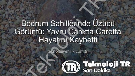 Bodrum Sahillerinde Acı Görüntü: Yavru Caretta Caretta Kıyıya Vurdu!
