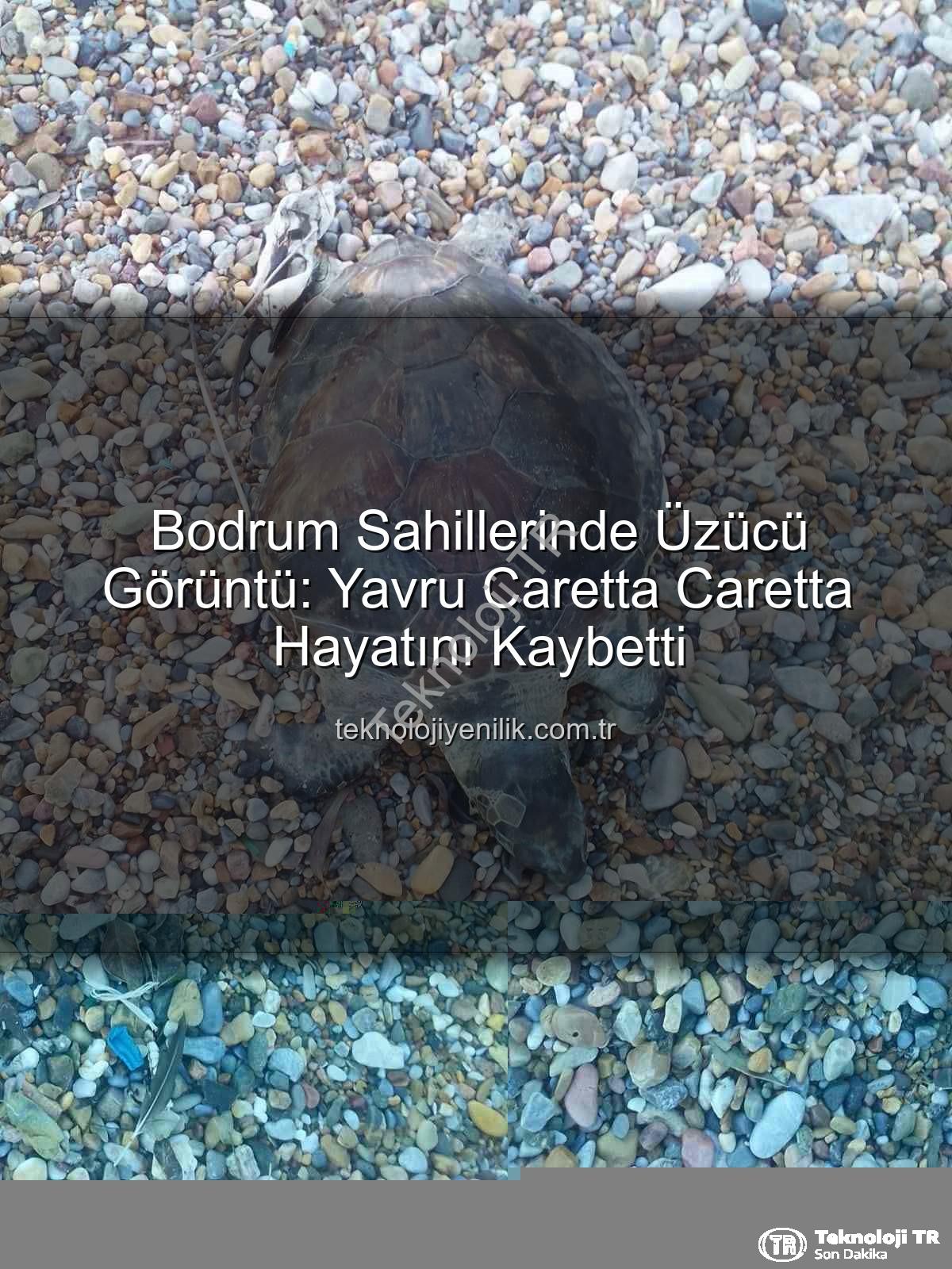 yavru caretta caretta - Bodrum Sahillerinde Acı Görüntü: Yavru Caretta Caretta Kıyıya Vurdu!
