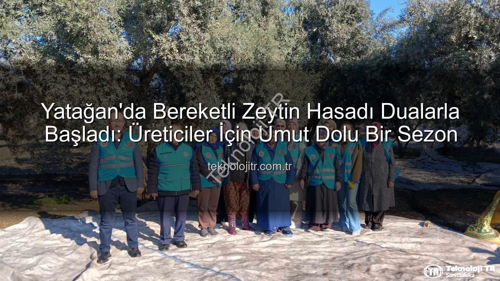 Yatağan zeytin hasadı - Yatağan'da Bereketli Zeytin Hasadı Dualarla Başladı: Üreticiler İçin Umut Dolu Bir Sezon