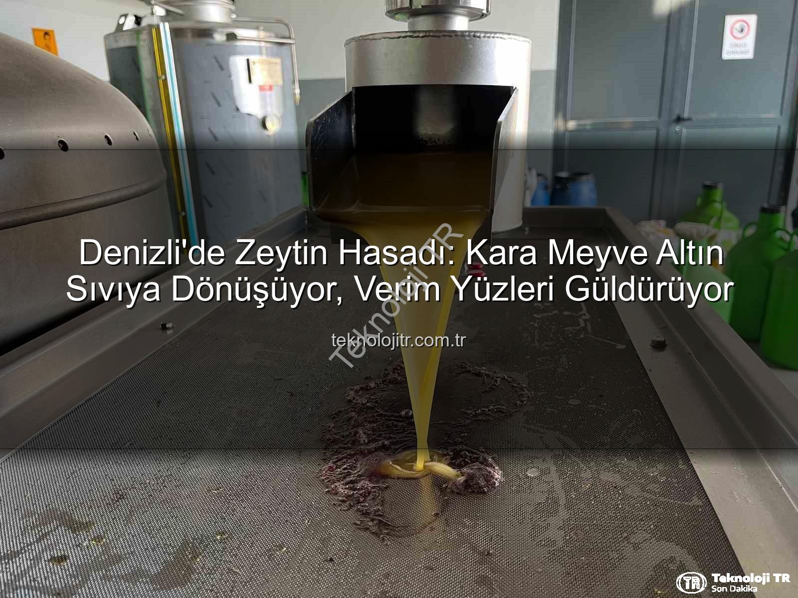 zeytin hasadı - Denizli'de Zeytin Hasadı: Kara Meyve Altın Sıvıya Dönüşüyor, Verim Yüzleri Güldürüyor