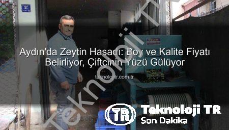 Aydın’da Zeytin Hasadı: Boy ve Kalite Fiyatı Belirliyor, Çiftçinin Yüzü Gülüyor
