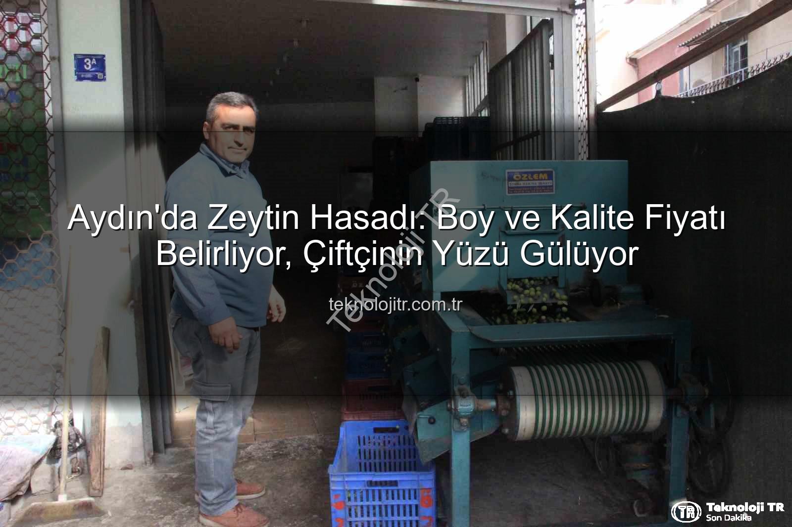 zeytin hasadı - Aydın'da Zeytin Hasadı: Boy ve Kalite Fiyatı Belirliyor, Çiftçinin Yüzü Gülüyor