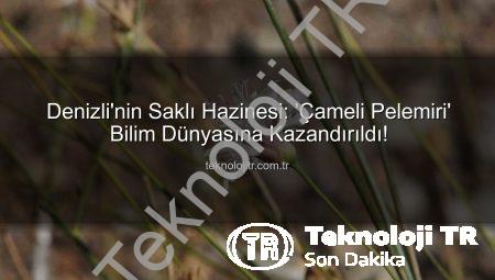 Denizli’nin Saklı Hazinesi: ‘Çameli Pelemiri’ Bilim Dünyasına Kazandırıldı!
