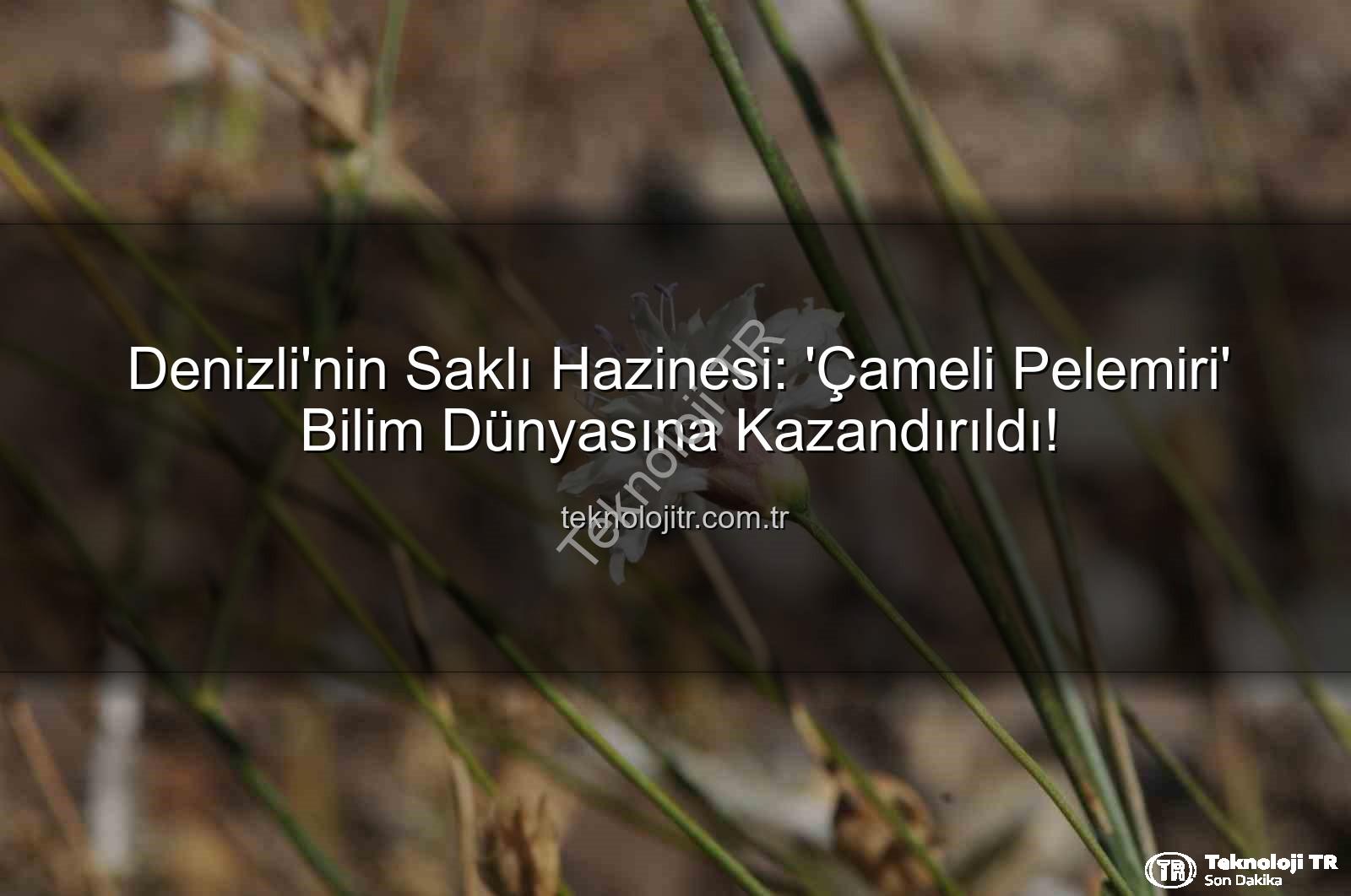 Çameli pelemiri - Denizli'nin Saklı Hazinesi: 'Çameli Pelemiri' Bilim Dünyasına Kazandırıldı!