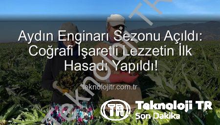 Aydın Enginarı Sezonu Açıldı: Coğrafi İşaretli Lezzetin İlk Hasadı Yapıldı!