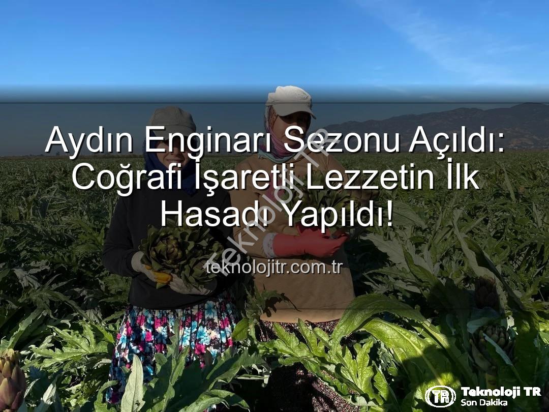 Aydın Enginarı - Aydın Enginarı Sezonu Açıldı: Coğrafi İşaretli Lezzetin İlk Hasadı Yapıldı!