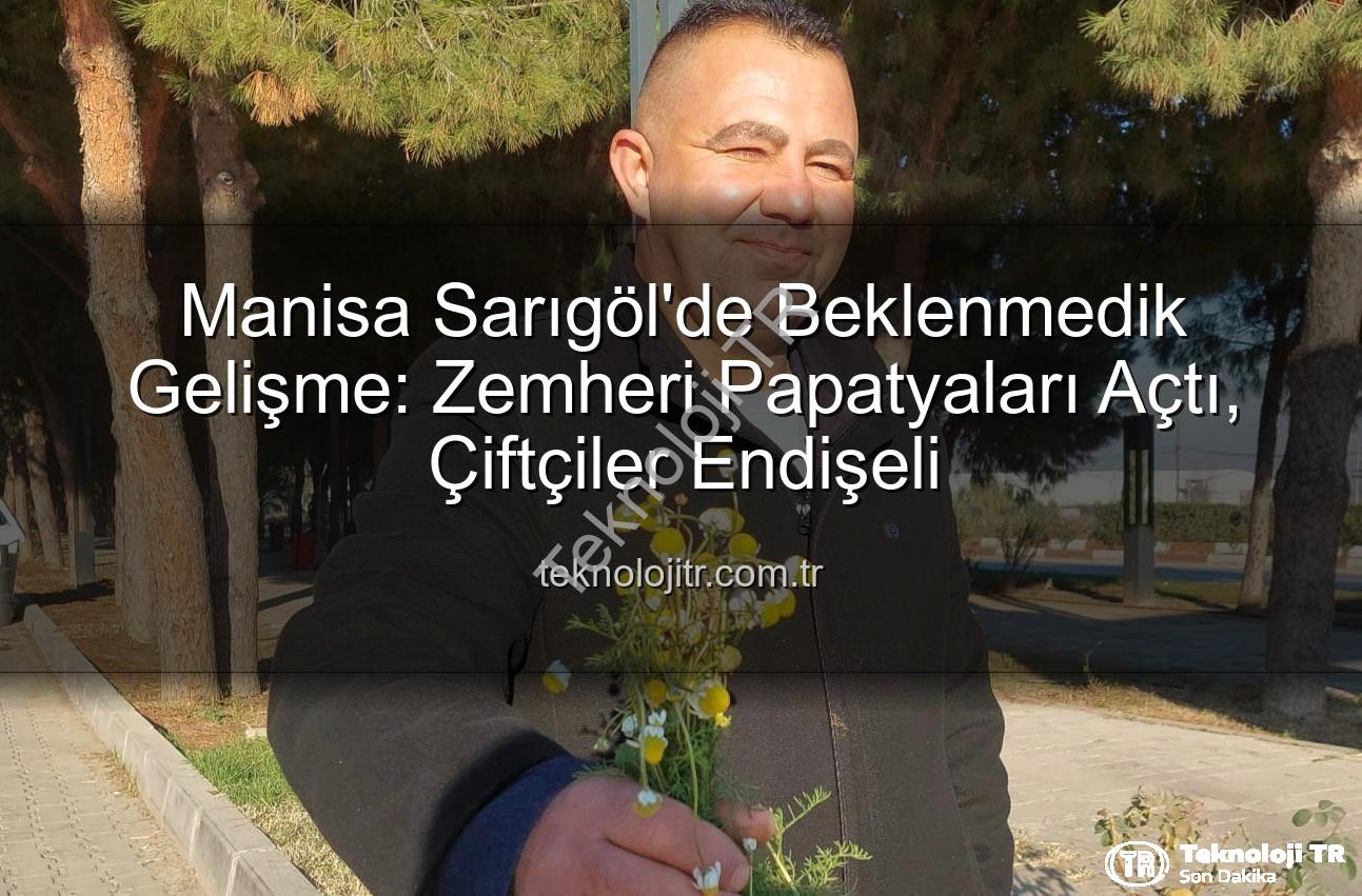 zemheri papatyaları - Manisa Sarıgöl'de Beklenmedik Gelişme: Zemheri Papatyaları Açtı, Çiftçiler Endişeli