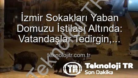 İzmir Sokakları Yaban Domuzu İstilası Altında: Vatandaşlar Tedirgin, Yetkililere Çağrı Var