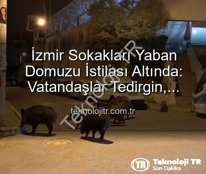 yaban domuzu - İzmir Sokakları Yaban Domuzu İstilası Altında: Vatandaşlar Tedirgin, Yetkililere Çağrı Var